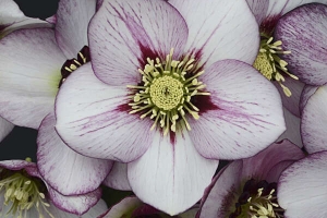 Helleborus 'French Kiss' New 2025